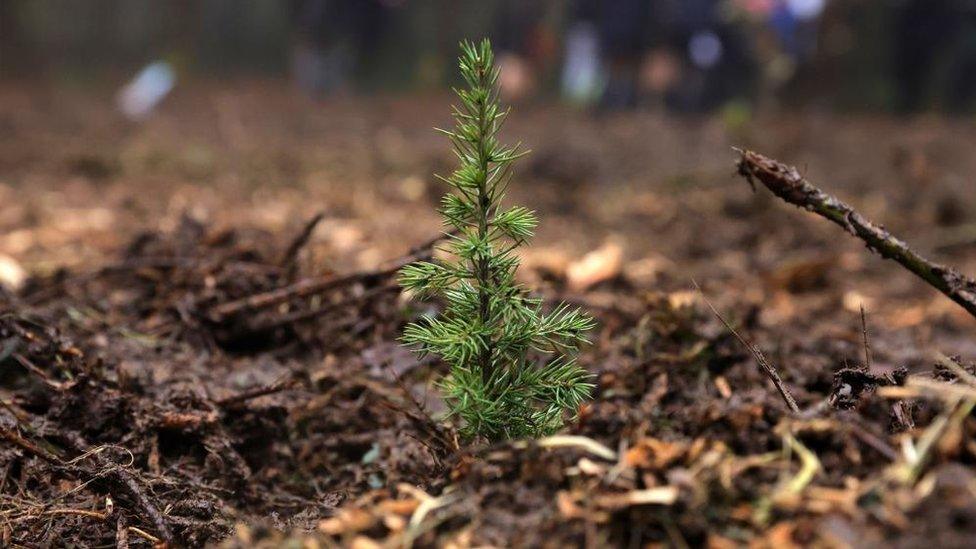 Close up view of a newly planted tree seedling.