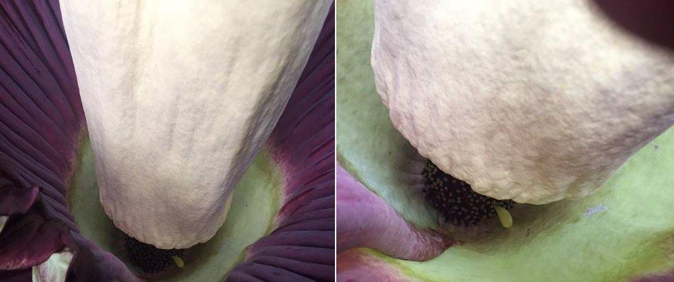 Inside Titan Arum