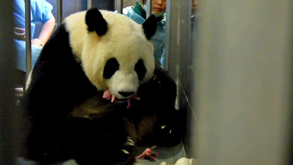 Photo taken on June 26, 2016 shows the giant panda Xinxin and two newly-born cubs in Macau.