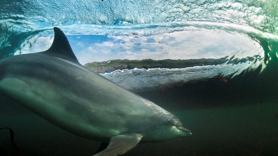 A photo of a dolphin