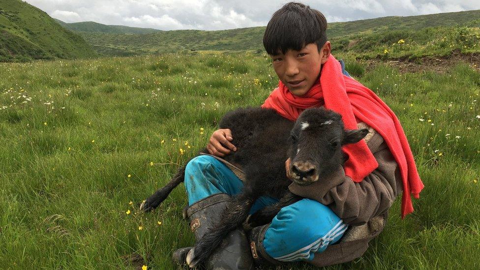 Tshe Bdag Skyabs's younger brother seated in a grass field with a baby yak in his lap