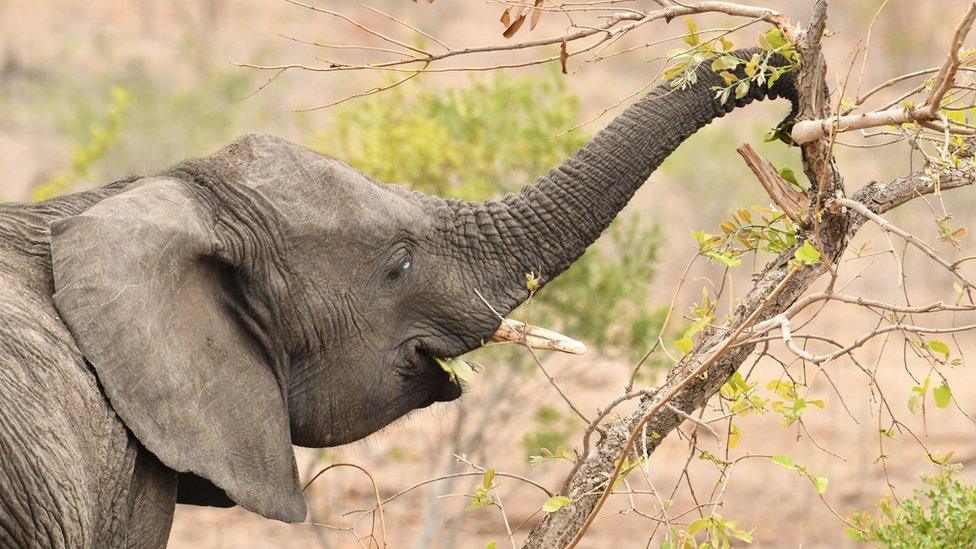 Elephant eating leaves off a tree