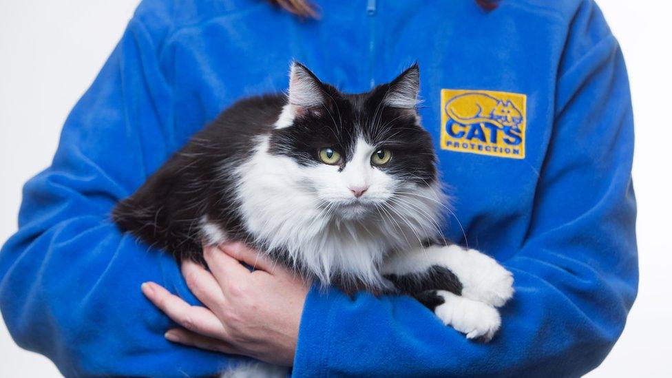 cats protection volunteer holding fluffy black and white cat