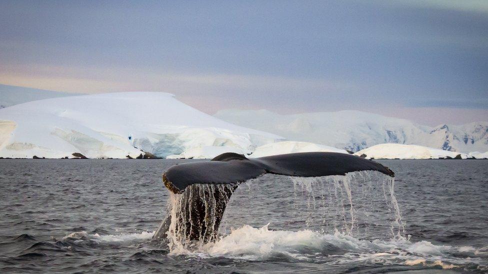 Whale- with-tail-in-the-air.