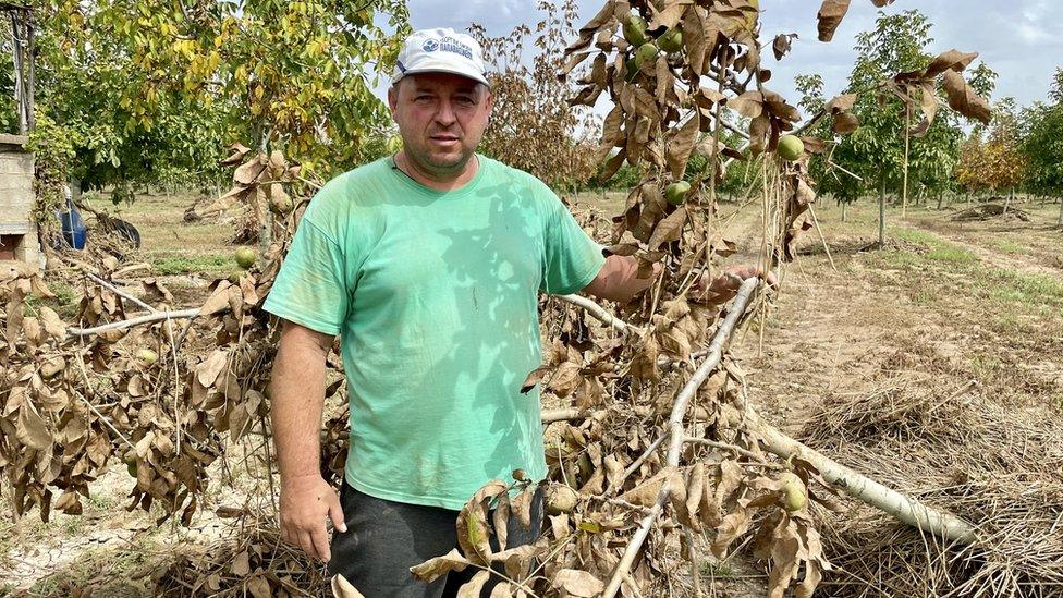 Greek farmer Thanassis hold up decayed Walnut branch