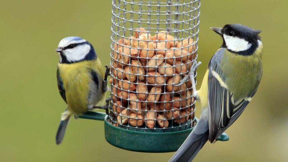 two birds eating from feeder