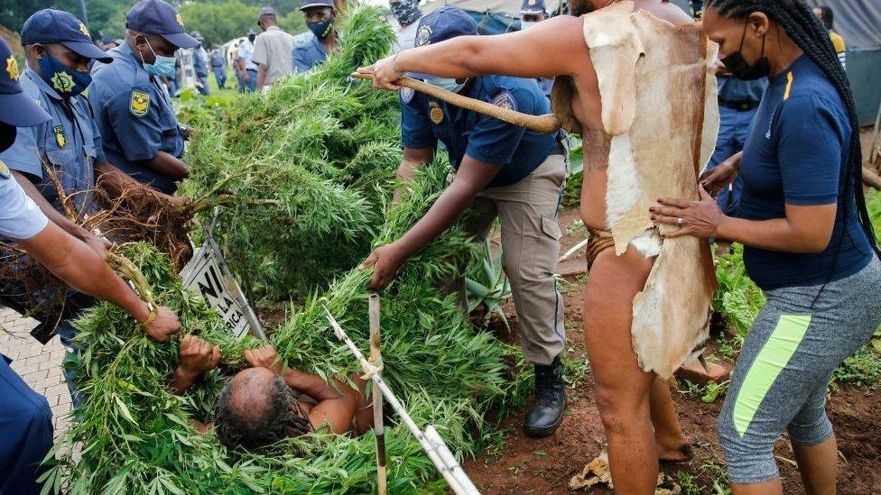 Police raiding cannabis garden with man wrapped in the plants