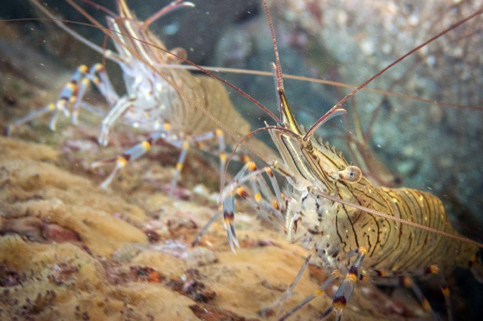 Prawns on Sheringham Snorkel Trail