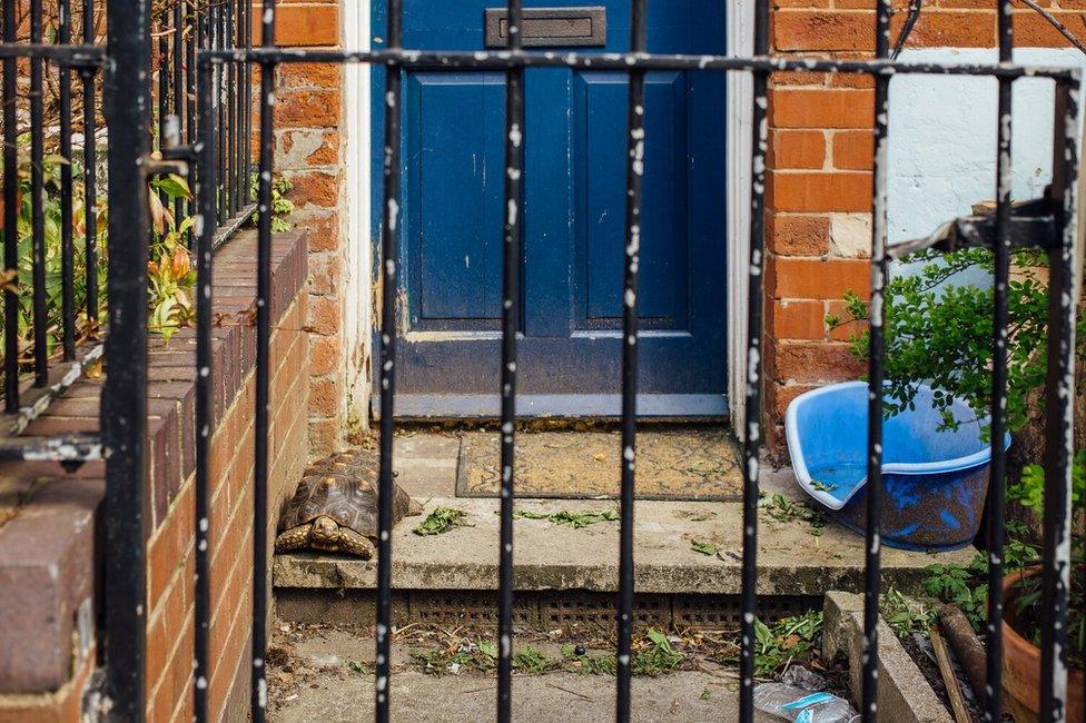 Doorstep portrait of Michelle the tortoise in Sharrow