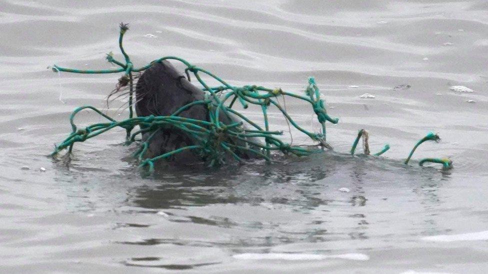 seal in fishing net