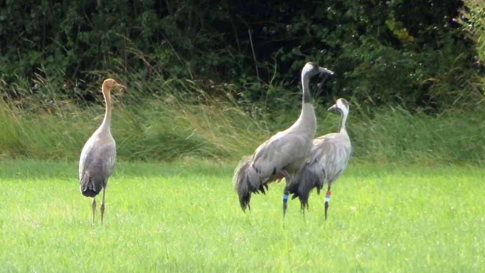 The family of cranes