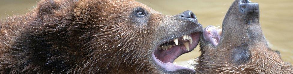 Two grizzly bears play in their pool at the zoo in La Fleche, northwestern France