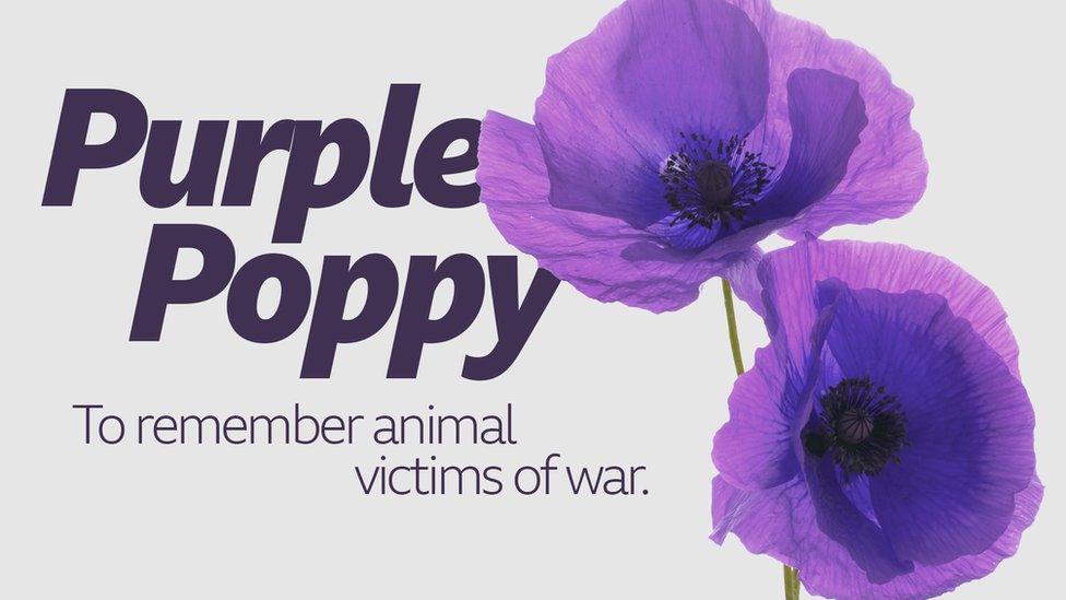 Purple Poppy