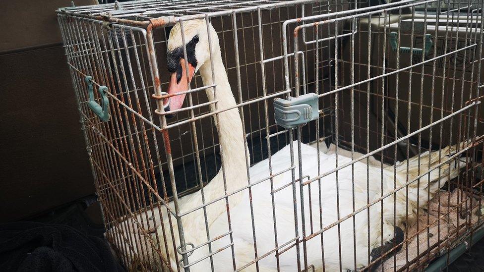 A rescued swan sits in a cage awaiting treatment