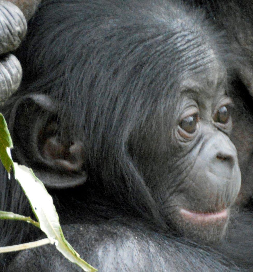 Ndeko, the baby bonobo, at Leicestershire's Twycross Zoo