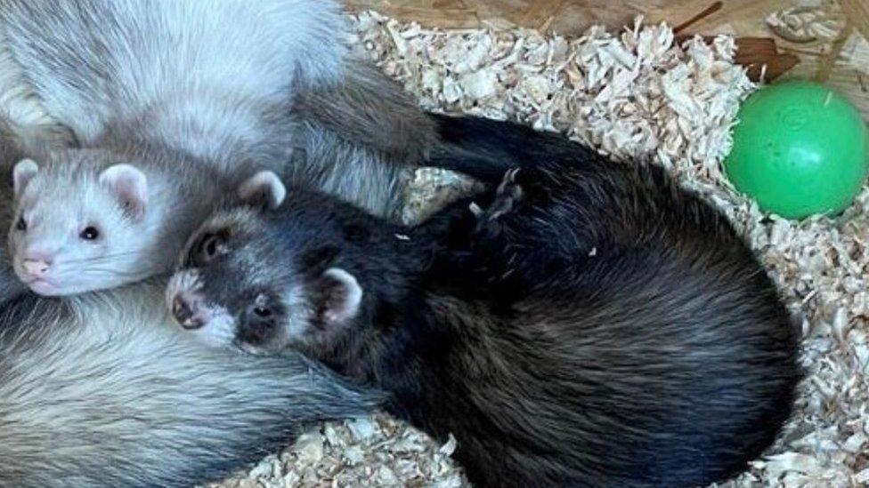 Two pet ferrets