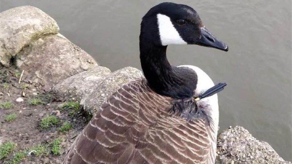 Goose with arrow in it