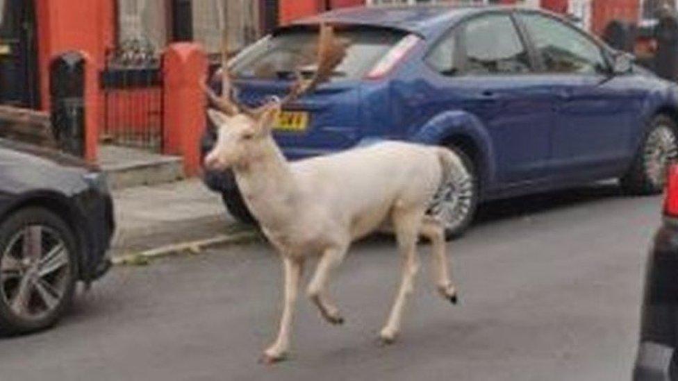 Stag roaming in Bootle