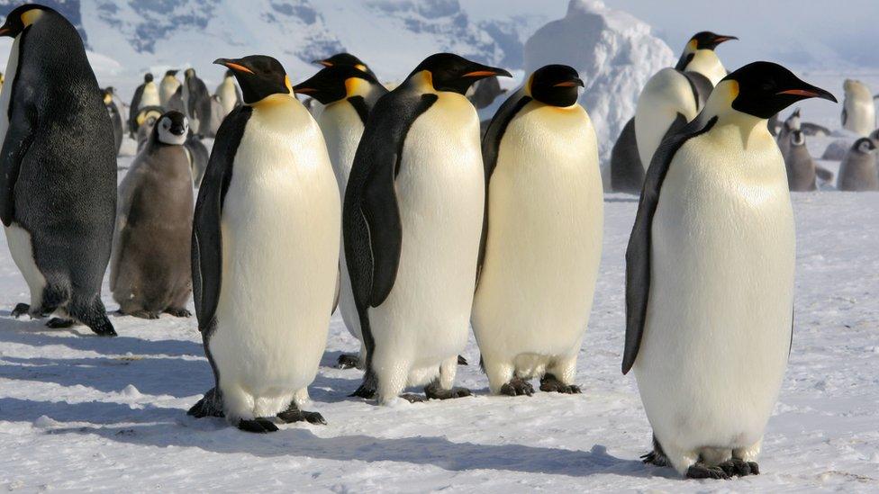 Emperor penguins