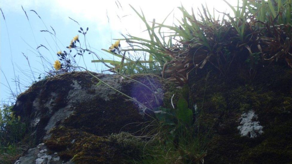 Snowdonia Hawkweed