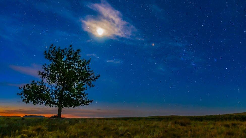 Tree with night sky in background