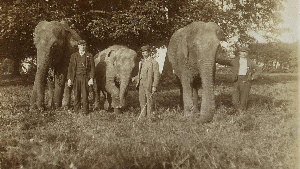 Elephants and men