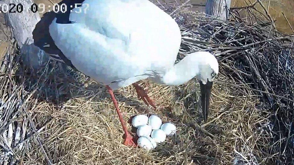 oriental-stork.