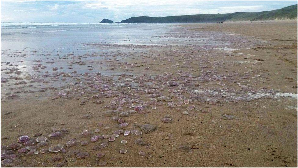 Thousands of jellyfish washed up on Perranporth beach