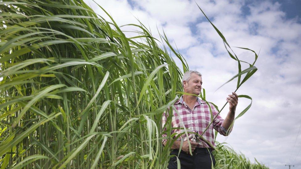 A farmer inspects his crop of Miscanthus being grown for biofuel