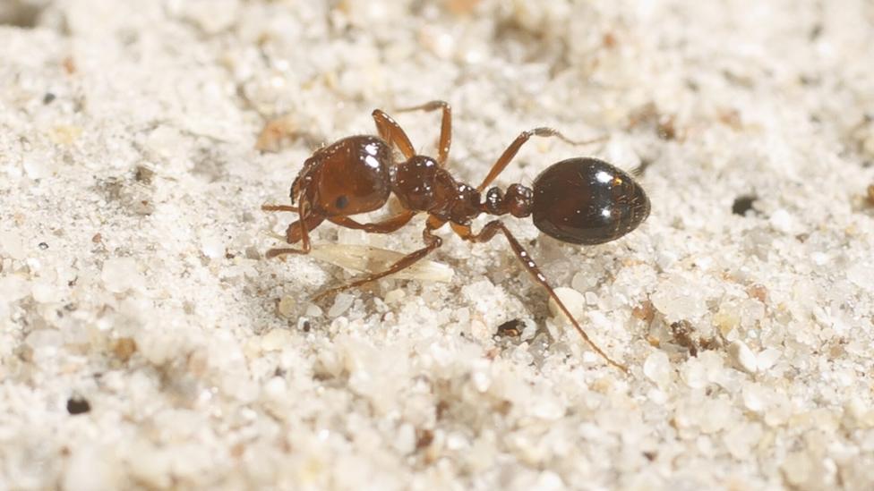 Australia Floods: Deadly Fire Ants Form Rafts To Spread - BBC News