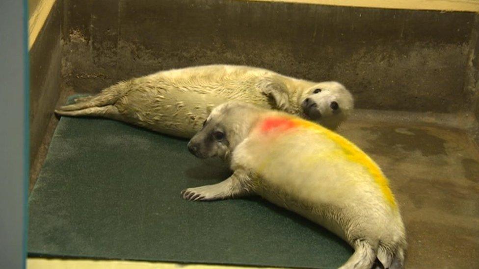 Seal pups