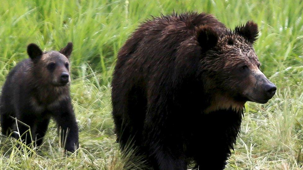 A grizzly bear and her two cubs approach the carcass of a bison in Yellowstone National Park in Wyoming on 6 July 2015