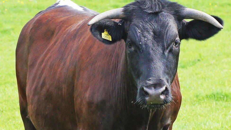 Gloucester cattle