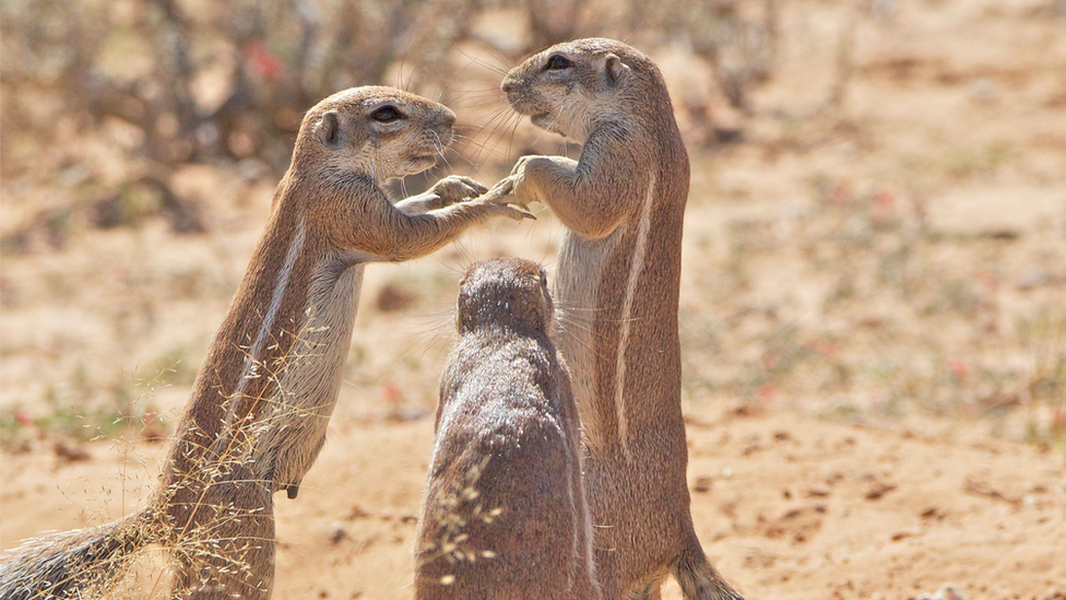 Two cape squirrels getting married with a third in between looking like they are hosting the wedding ceremony.