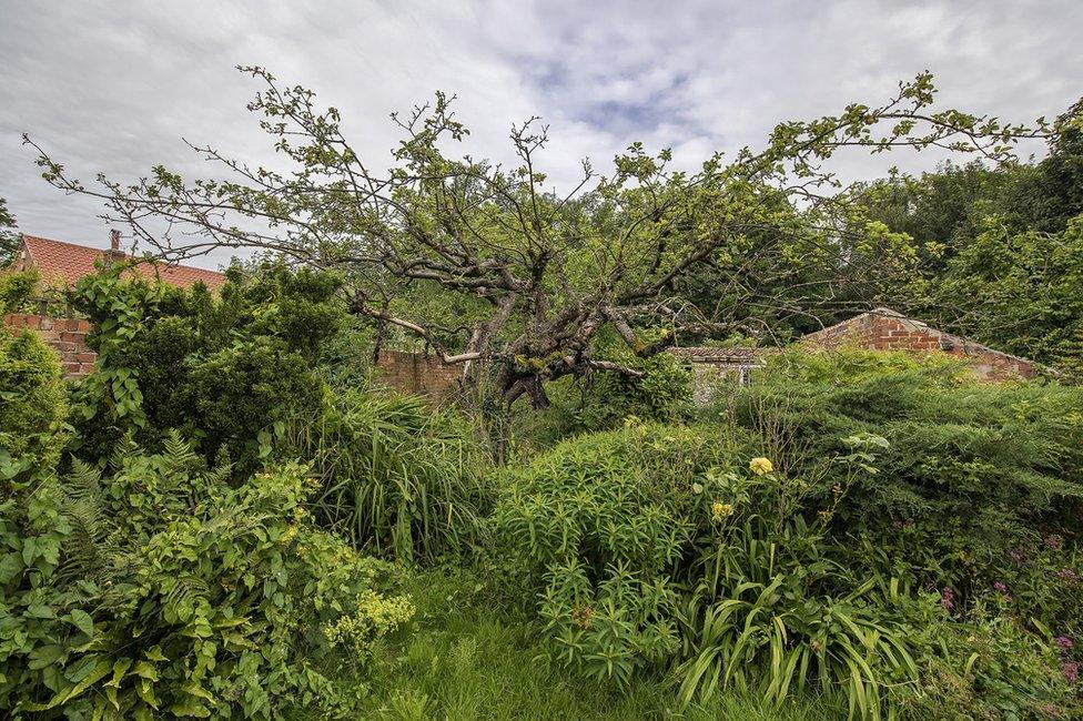 Garden with original Bramley apple tree