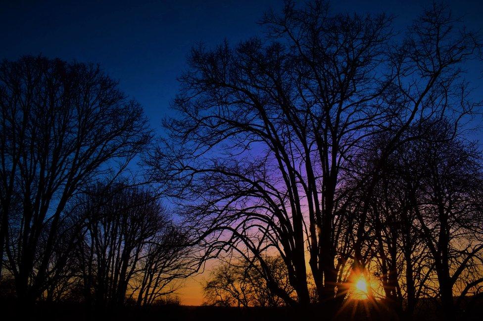 Sunset behind trees