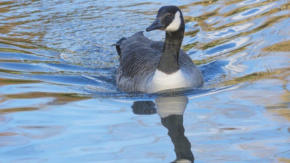 Canada goose (generic image)