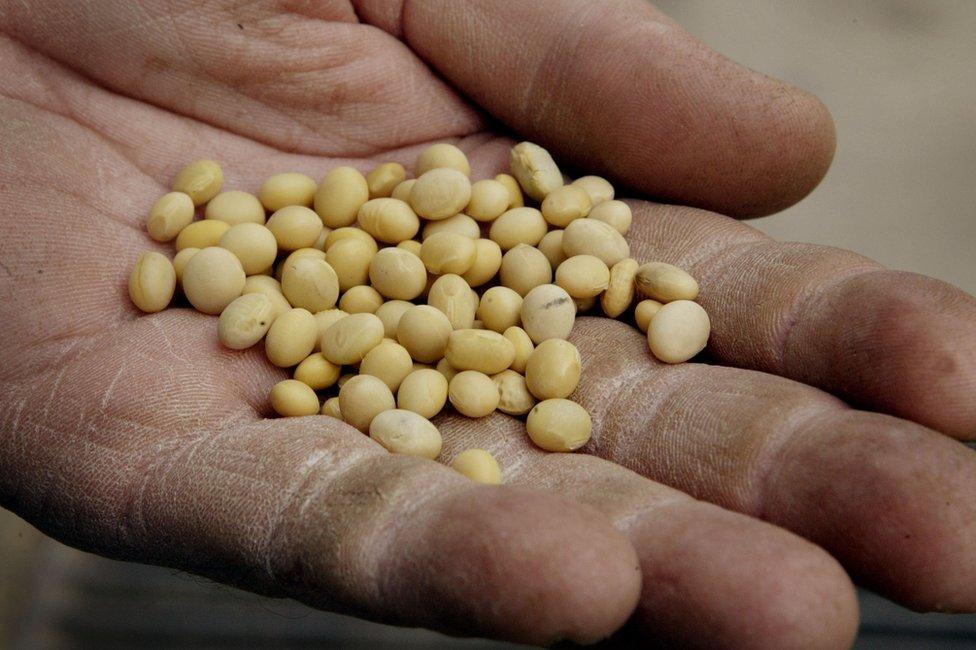 Raw soy beans