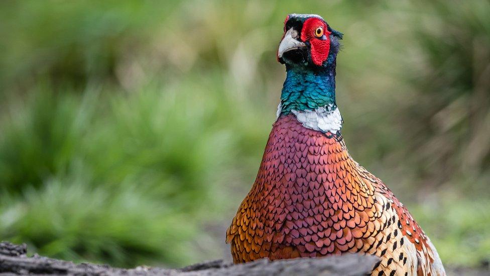 Pheasant at RSPB Otmoor