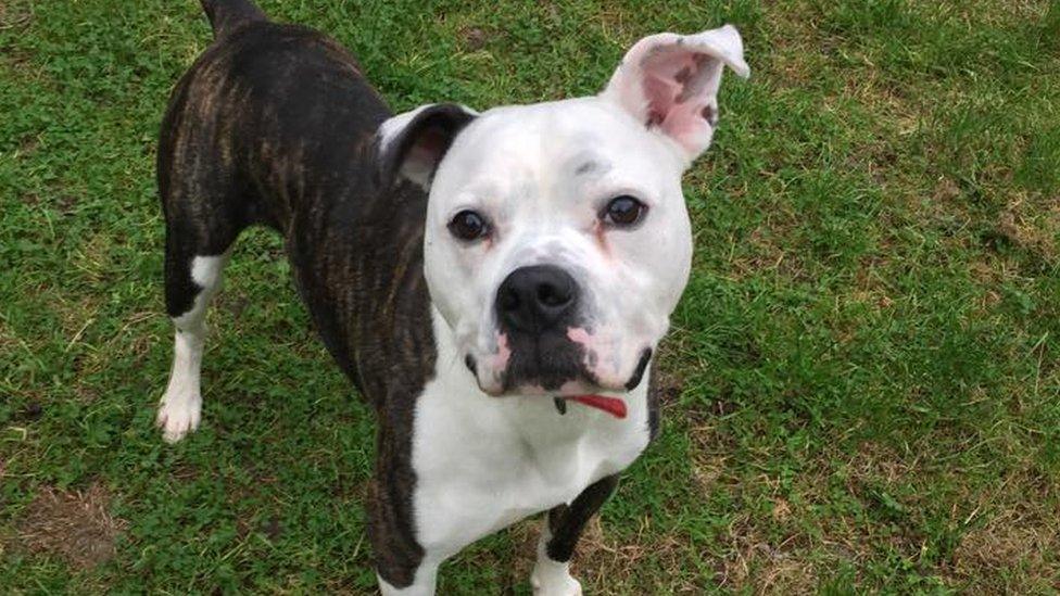 Buster the Boxer, at Last Chance Animal Rescue, Kent