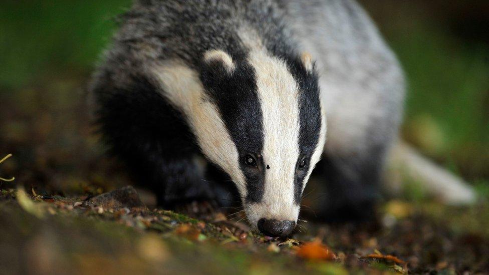 Badger