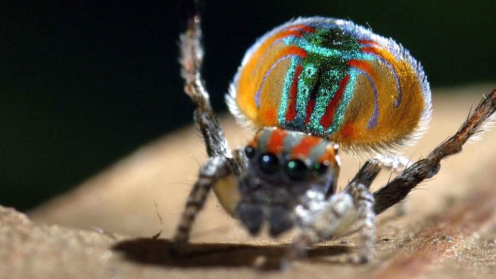 Peacock spider