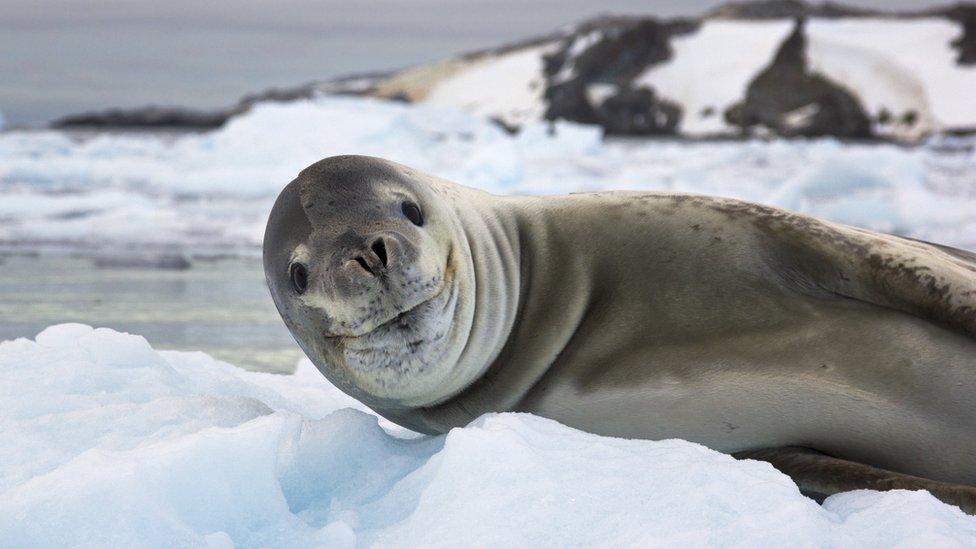 Seal