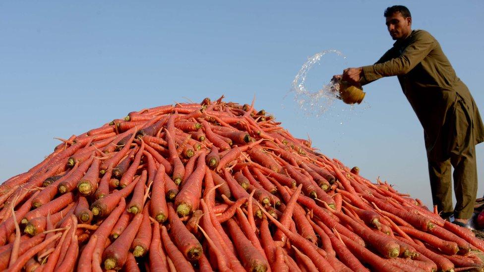 Afghanistan farmer with pile of carrots