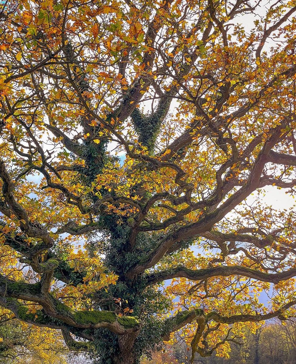 Oak England