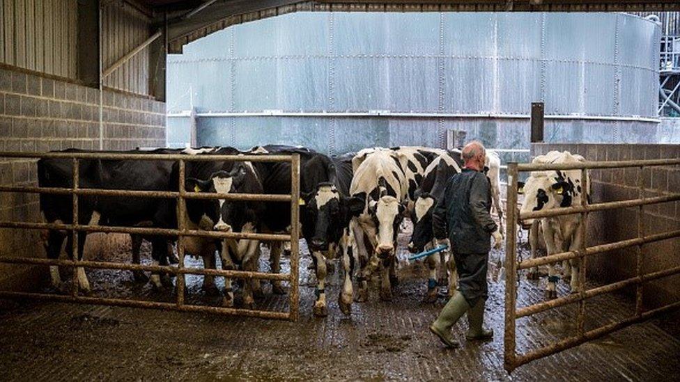 Farmer herding cows