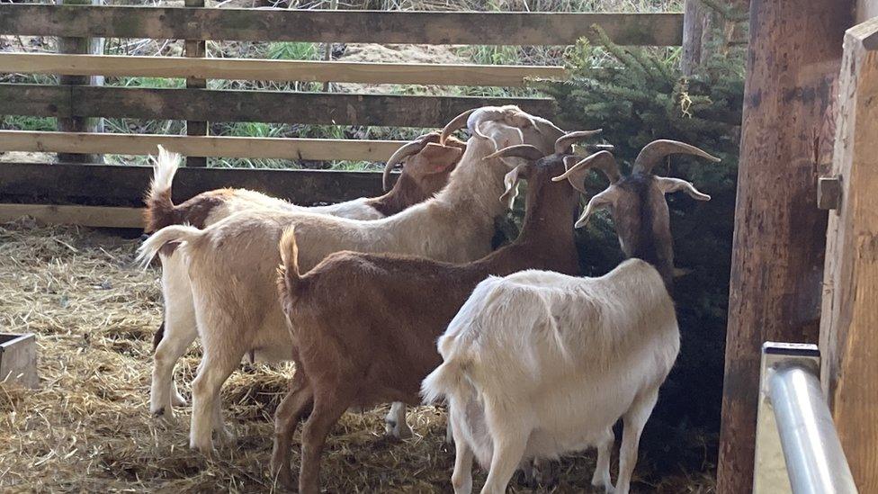 Goats eating a donated Christmas tree