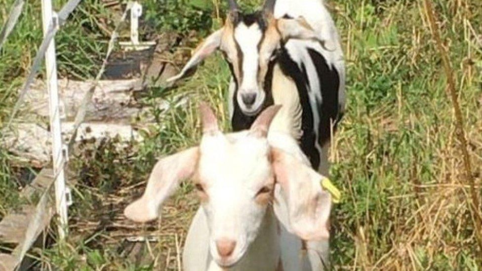 Two of the three goats joining the nature reserve