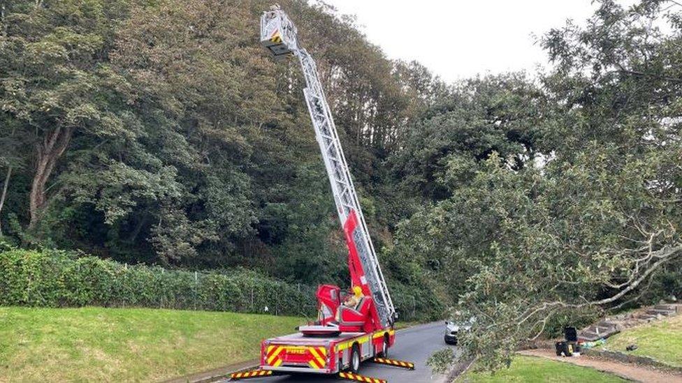 Firefighters remove an Asian hornet nest