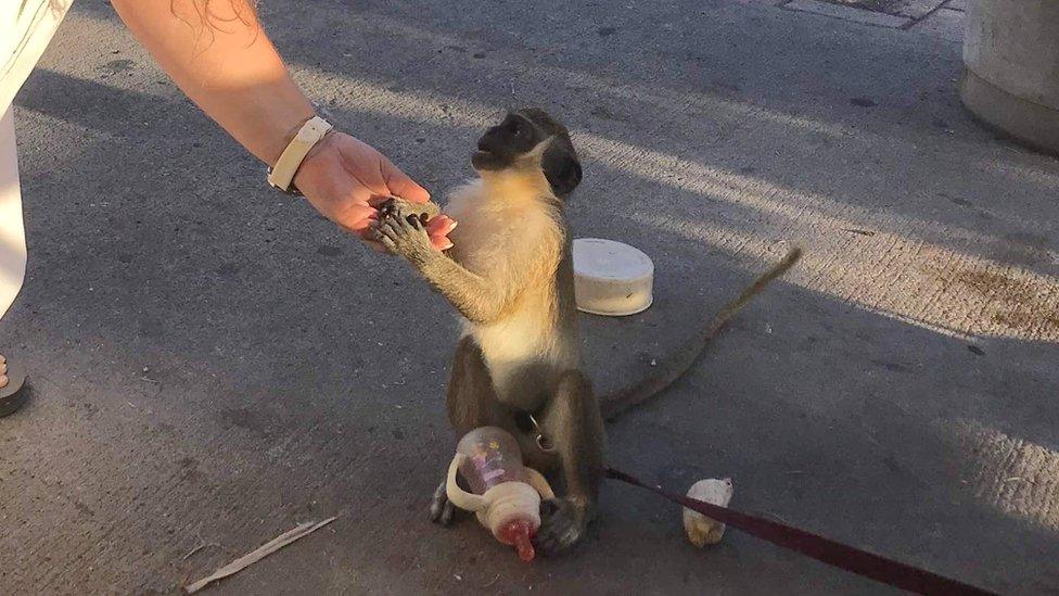 Baby monkey seen tied up at a city bar to lure in foreign visitors